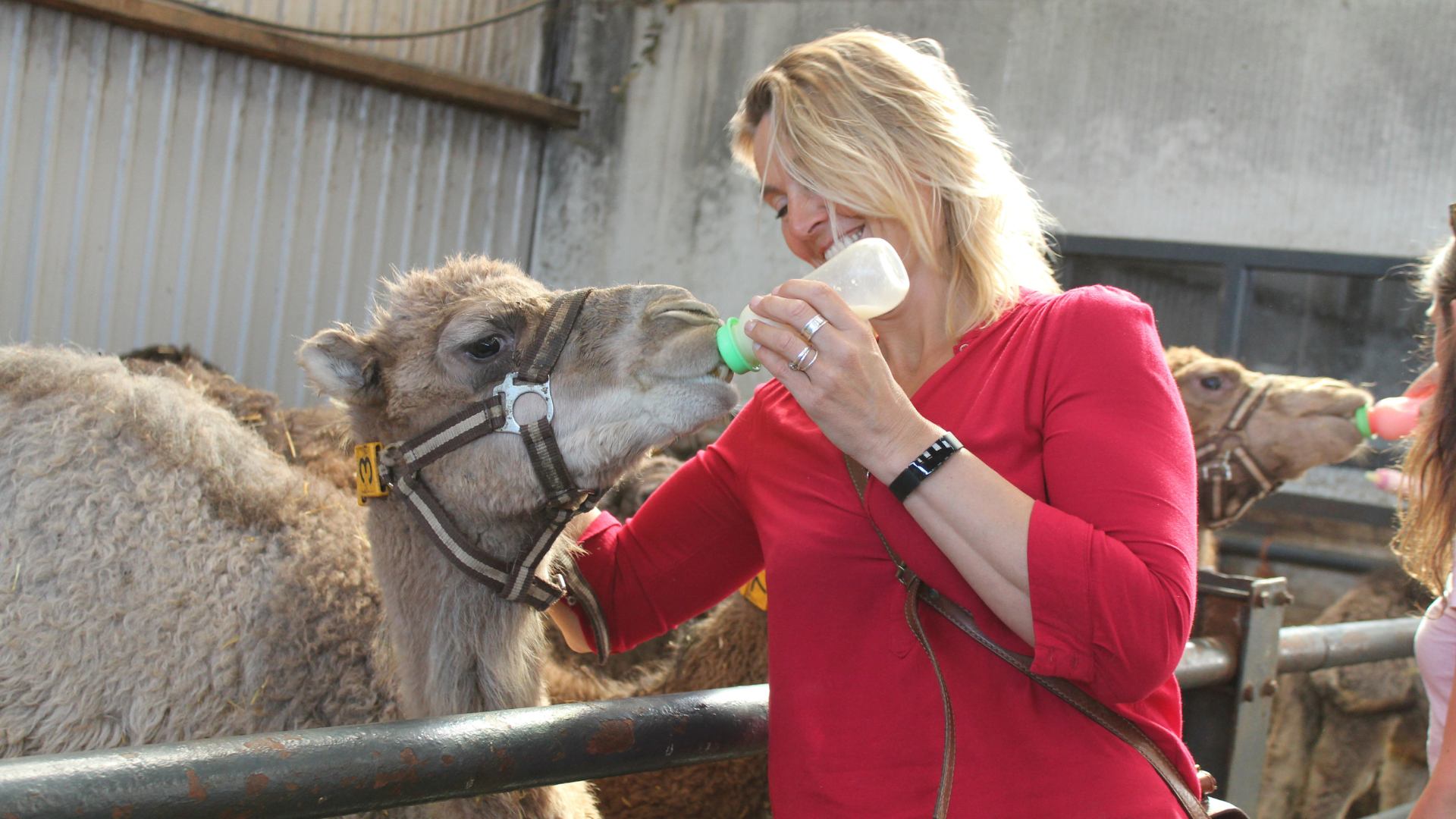 pakket Zondag safari Tours