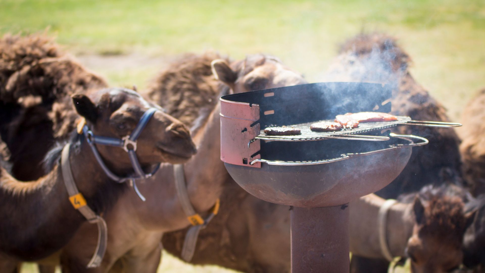 barbecue canva Extra activiteiten & eetgelegenheid